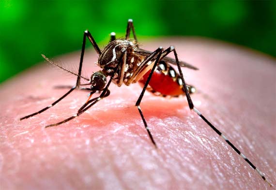 * Vírus chikungunya, semelhante à dengue, pode virar surto e chegar a todo o Brasil.
