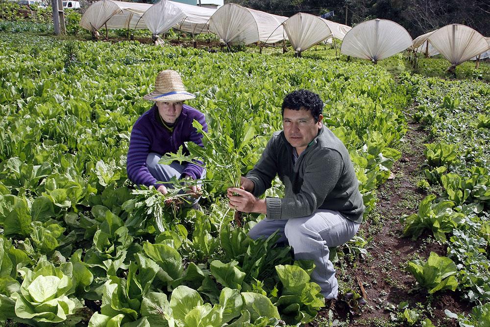 Dois Produtos Agrícolas Brasileiros Típicos Da Agricultura Familiar