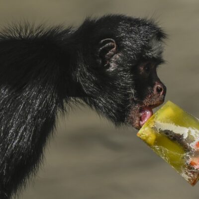 Para aliviar o calorão, picolés refrescam animais do BioParque do Rio