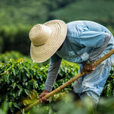 Trabalhador rural em plantação de café