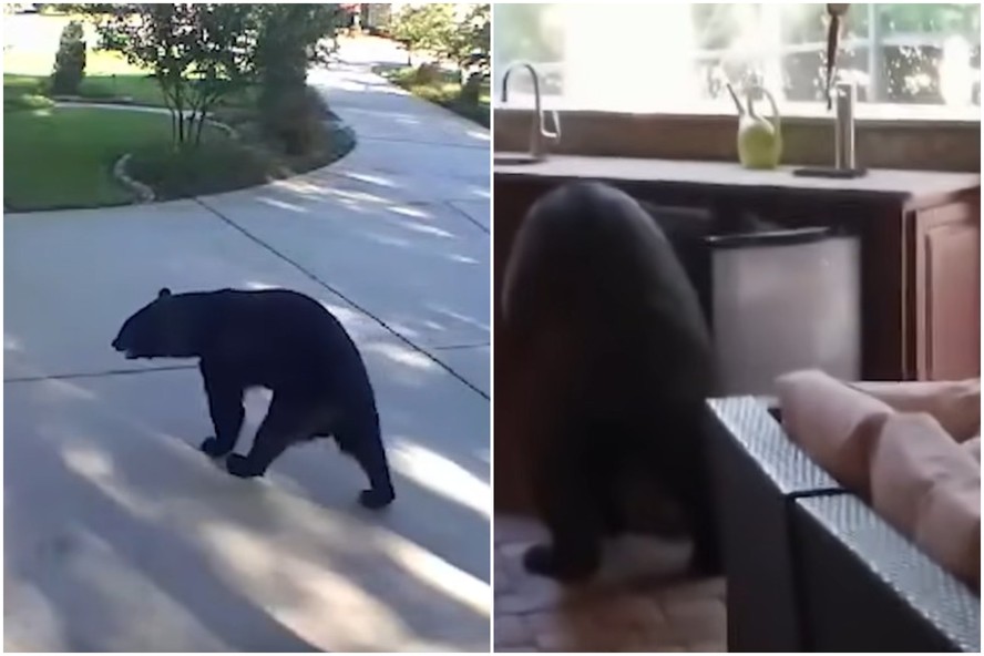 Urso de três pernas entra em casa e leva cervejas de geladeira, nos EUA