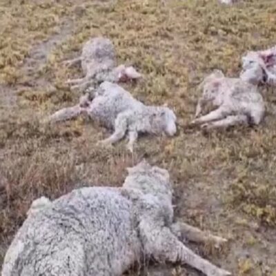 Mais de 150 ovelhas são encontradas mortas em fazenda na Argentina
