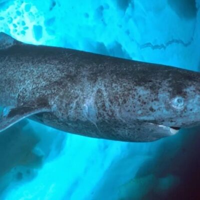 Tubarão-da-Groenlândia é o animal mais velho do mundo, com mais de 500 anos