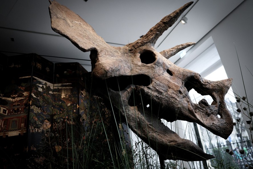 Crânio de dinossauro avaliado em até R$ 2,6 milhões é leiloado na França