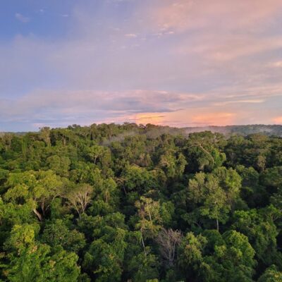 Floresta Amazônica preservada no Norte do Mato Grosso