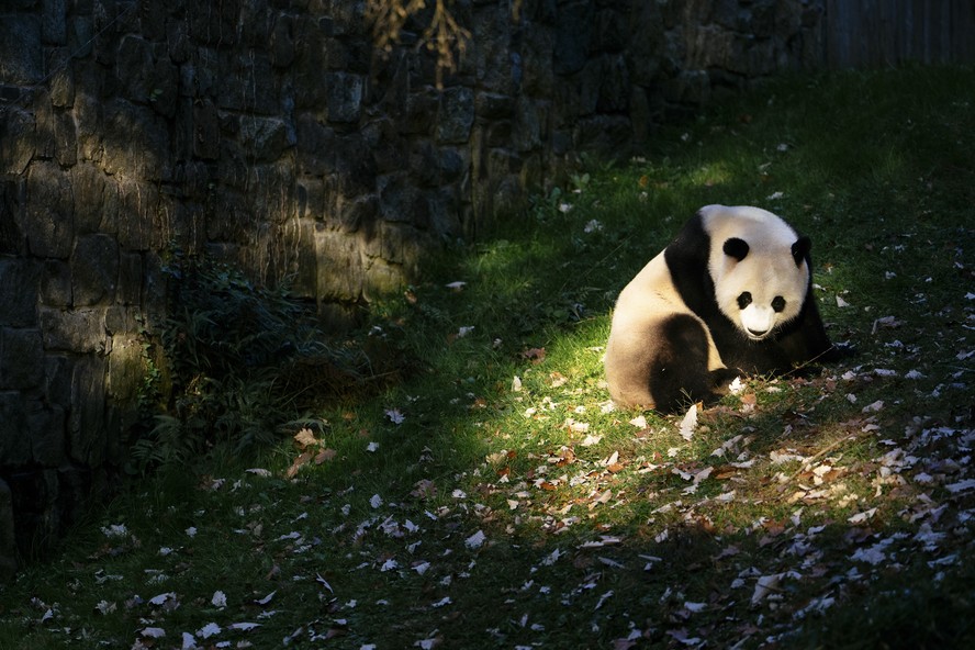 China e Estados Unidos podem reativar 'diplomacia do panda'