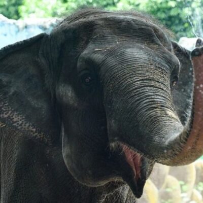 Elefante 'mais triste do mundo' morre aos 49 anos após passar a vida toda sozinho
