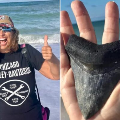 Dente encontrado por Oticelli em uma praia na Flórida