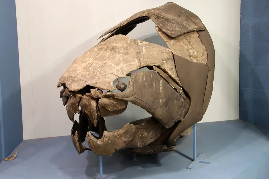Um crânio de Dunkleosteus terrelli em exibição no Museu de História Natural de Cleveland. Muitos fósseis de Dunkleosteus foram encontrados nas proximidades, em penhascos ao longo do Rio Rocky