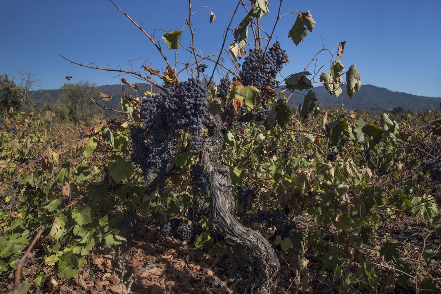 Mudanças climáticas modificarão profundamente produção de vinho, diz estudo
