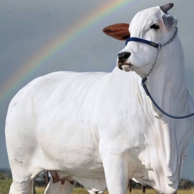 Vaca nelore goiana avaliada em R$ 21 milhões tem recorde no Guinness como a fêmea bovina mais cara do mundo