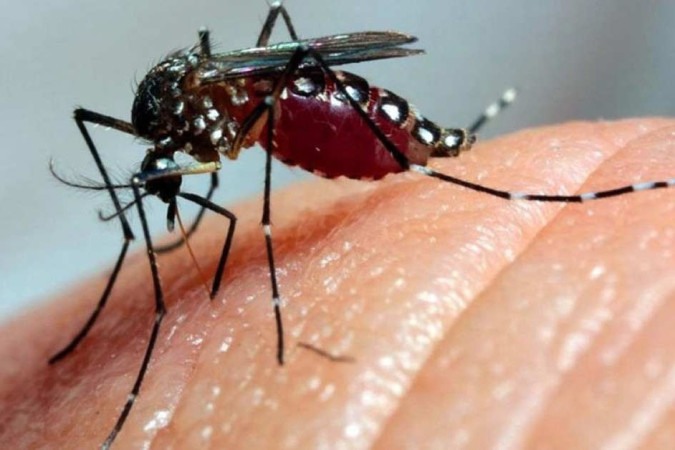 A wolbachia não é encontrada naturalmente no Aedes aegypti -  (crédito: Fiocruz )