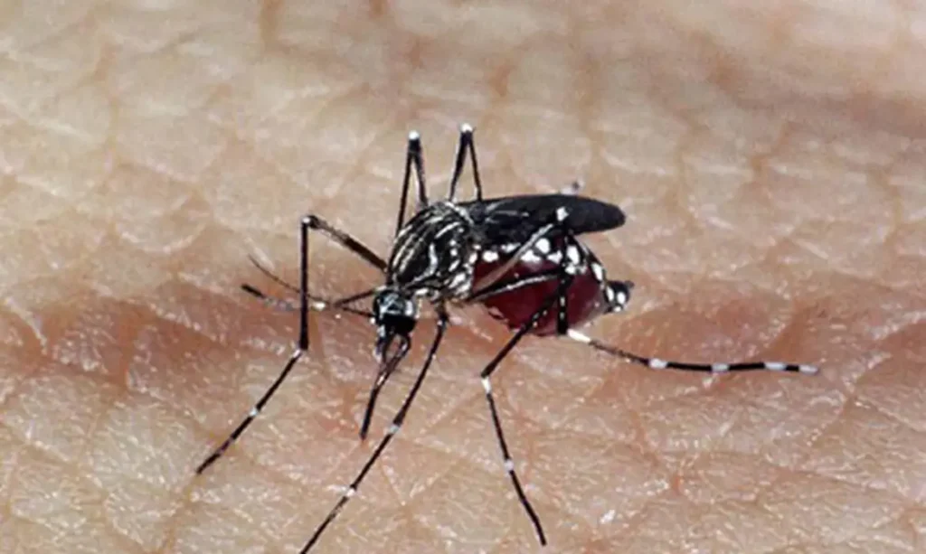 Brasil tem 391 mortes por dengue -  (crédito: EBC)