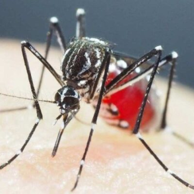 A dengue é uma doença viral transmitida pelo mosquito Aedes aegypti -  (crédito: SHINJI KASAI / COURTESY OF SHINJI KASAI / AFP)