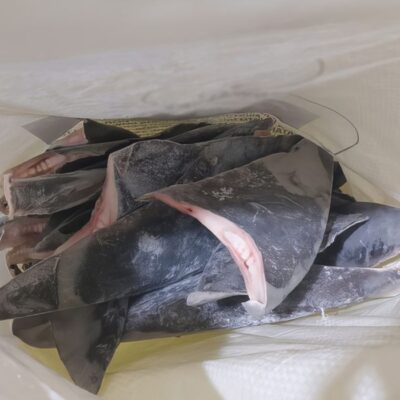 O Ibama apreendeu 28,7 toneladas de barbatanas de tubarão que seriam exportadas, ilegalmente, para a Ásia. As barbatanas declaradas são de duas espécies de tubarão: tubarão Azul (Prionace glauca) e tubarão Anequim, também conhecido como Mako