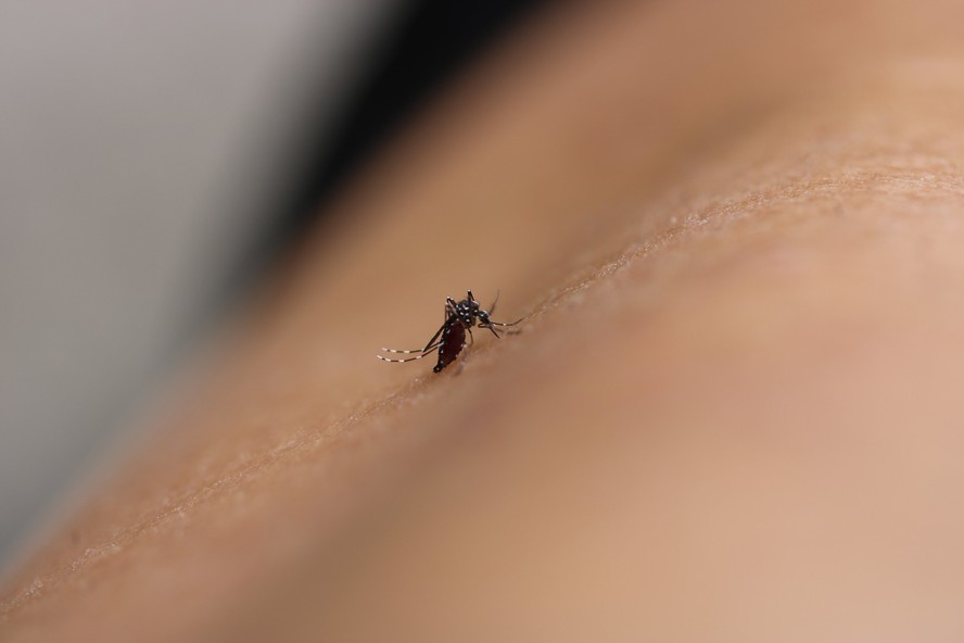 Mosquito transmissor da dengue, Aedes aegypti.