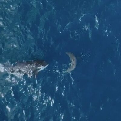 'Orca-avó' quebra costelas de tubarão-branco ao fazer ataque mortal filmado por ângulo inédito; assista