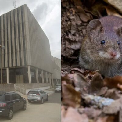 Ratos invadem sede da polícia e comem drogas apreendidas, em Nova Orleans, nos EUA