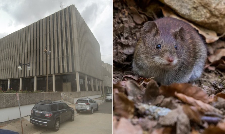 Ratos invadem sede da polícia e comem drogas apreendidas, em Nova Orleans, nos EUA