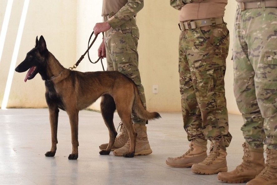 Imagem ilustrativa: cão da K9 da PRF em Brasília durante inspeção a presídio do DF