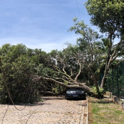 Árvore cai sobre carro na Zona Sul de Natal — Foto: Layssa Vilela/Inter TV Cabugi