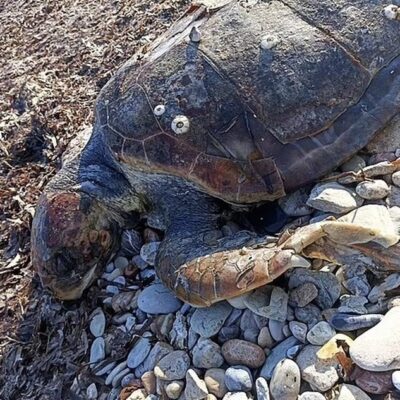 'Dedo de plástico, tampas e embalagens de chiclete': pesquisadores encontram 492 objetos dentro de tartarugas mortas, no Chipre