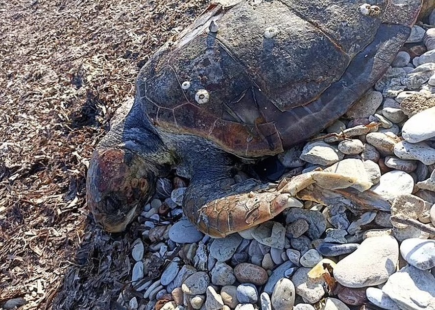 'Dedo de plástico, tampas e embalagens de chiclete': pesquisadores encontram 492 objetos dentro de tartarugas mortas, no Chipre