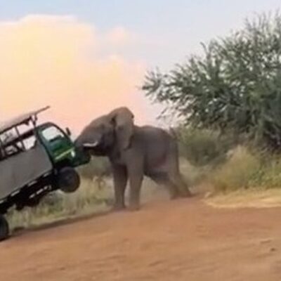 Vídeo mostra o momento em que elefante em fúria ataca e levanta caminhão de safari, na África do Sul