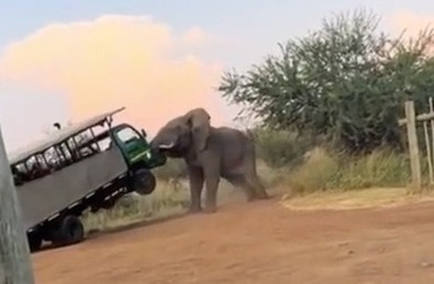 Vídeo mostra o momento em que elefante em fúria ataca e levanta caminhão de safari, na África do Sul