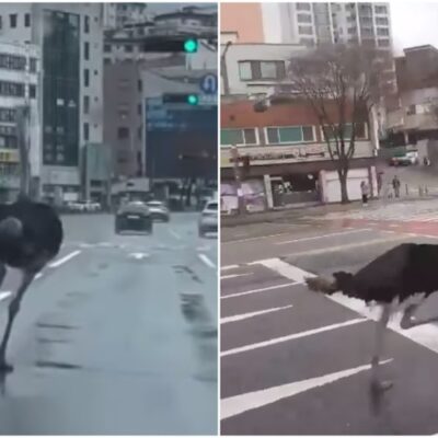 Avestruz foi capturado após fugir de zoológico na Coreia do Sul