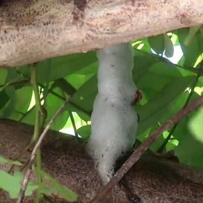 Espuma em árvore é criada por inseto para proteger seus ovos, dizem especialistas — Foto: Inter TV Cabugi/Reprodução
