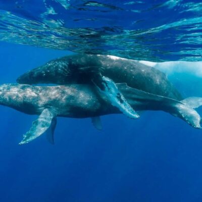 Pesquisadores registram primeiro sexo de baleia jubarte, feito por dois machos