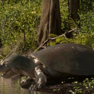 Maturin: tartaruga gigante pode ter convivido com primeiros humanos habitantes da Amazônia