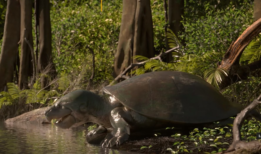 Maturin: tartaruga gigante pode ter convivido com primeiros humanos habitantes da Amazônia