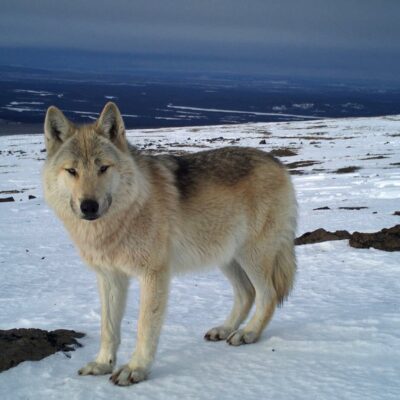 Lobo cinza tem a imagem capturada por câmera de movimento no Parque Itcha Ilgachuz, no Canadá