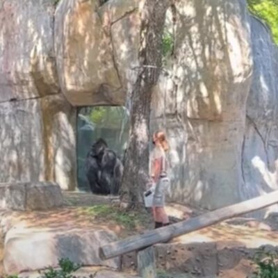 Tratadora tenta escapar de gorila