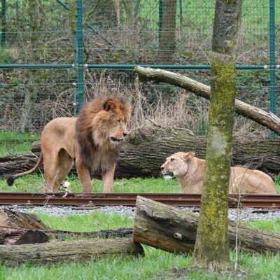 Leãos Nelson e Maia em tentativa de aproximação