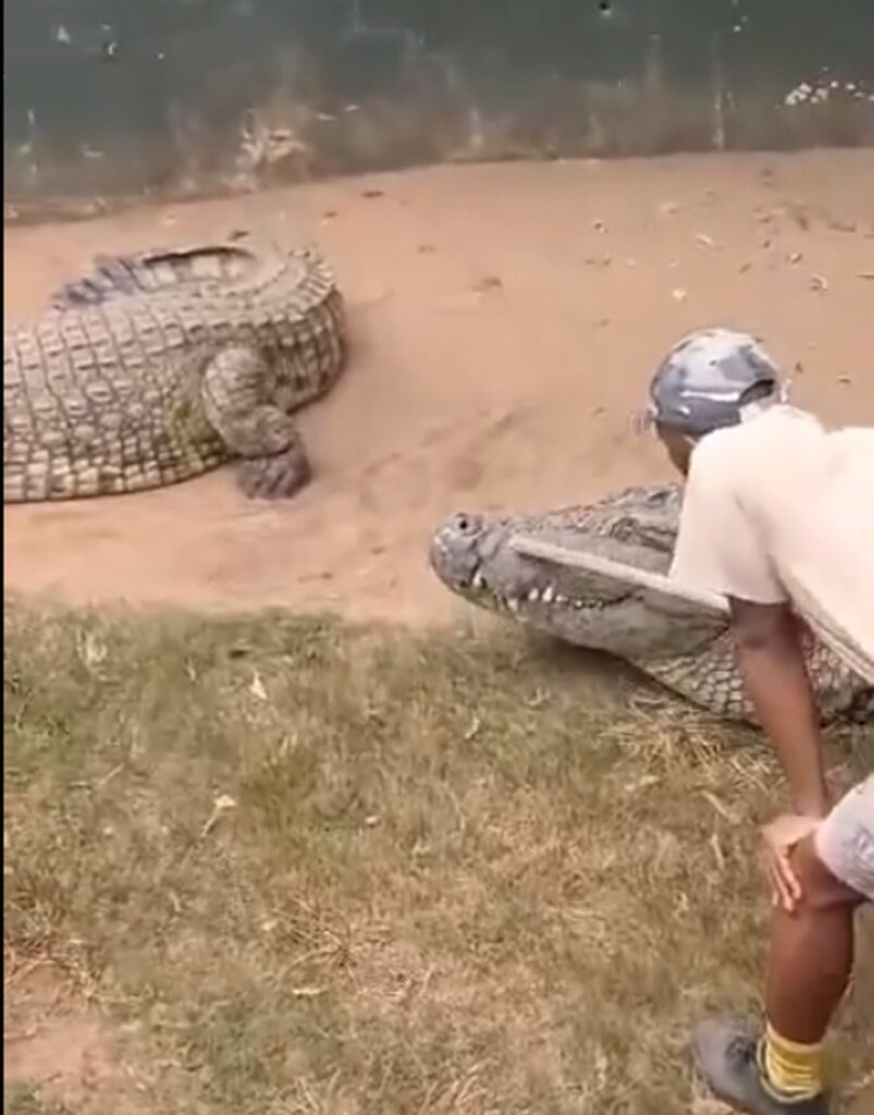 Homem é mordido por crocodilo durante apresentação
