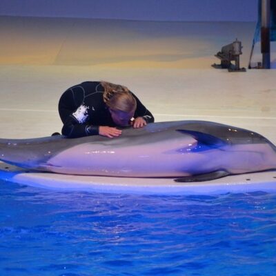 Segundo o Dolphin Project, mais de 60 golfinhos morreram no Zoológico de Kolmården desde que a exposição Marine World, foi inaugurada em 1969