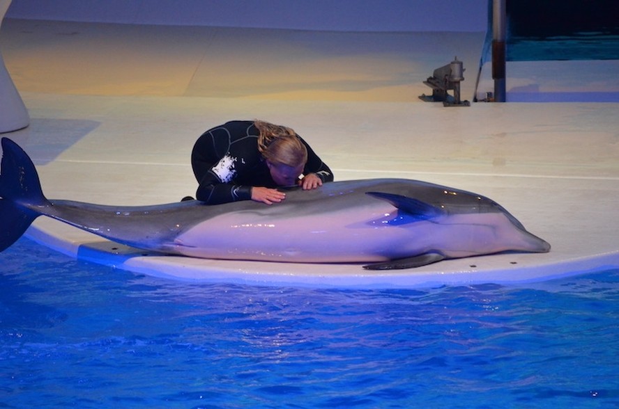 Segundo o Dolphin Project, mais de 60 golfinhos morreram no Zoológico de Kolmården desde que a exposição Marine World, foi inaugurada em 1969