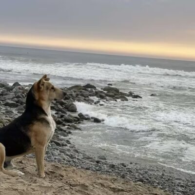 'Vaguito': conheça a história do cachorro que todos os dias espera o dono à beira-mar e será contada em filme