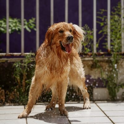 O cão Sol, da raça Golden Retriever se refresca com banho de mangueira.