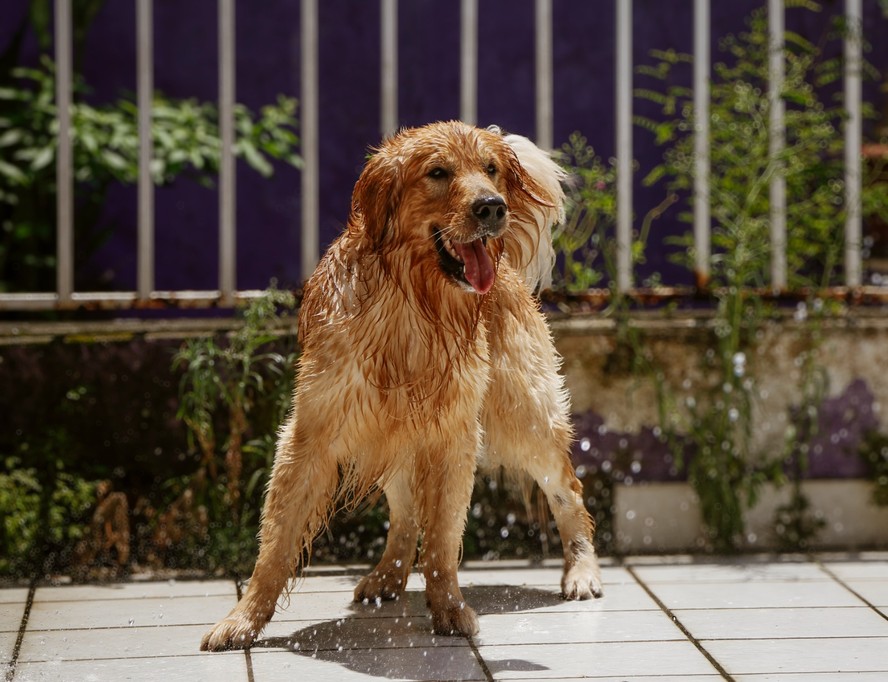 O cão Sol, da raça Golden Retriever se refresca com banho de mangueira.