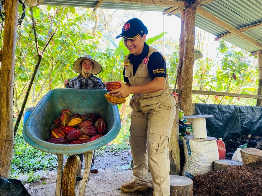 Uma agricultora da Asomucac é auxiliada por membro da Brigada de Desminagem Humanitária na colheita de cacau em Cubarral, Colômbia