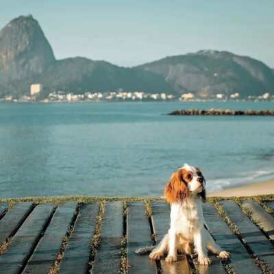 Bento no Aterro do Flamengo, em um dos cinco ensaios que estrelou; tutora Amaya Almeida compartilha imagens do cão nas redes e imprime cópias para presentear amigos e parentes