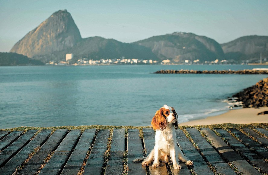 Bento no Aterro do Flamengo, em um dos cinco ensaios que estrelou; tutora Amaya Almeida compartilha imagens do cão nas redes e imprime cópias para presentear amigos e parentes
