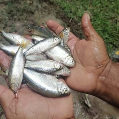 'Chuva de peixes' em Honduras