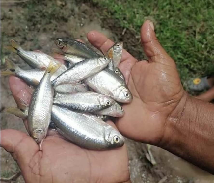 'Chuva de peixes' em Honduras