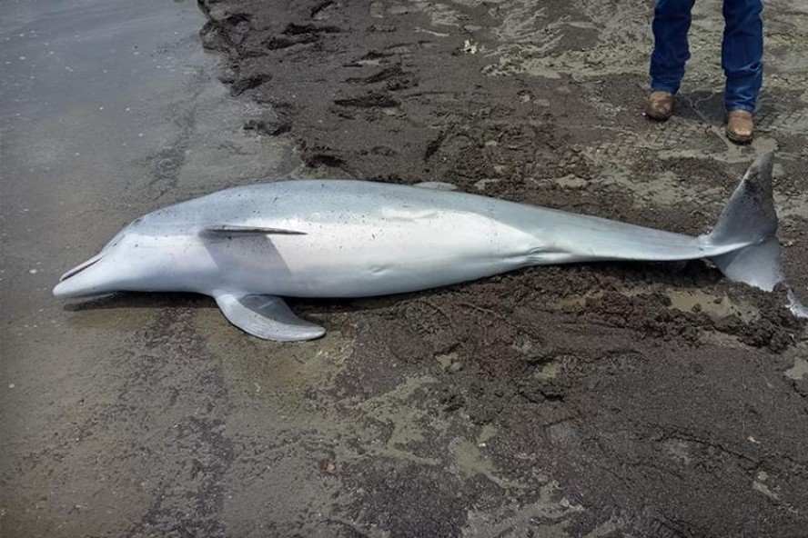 Golfinho foi encontrado morto com marcas de tiros em praia da Louisiana