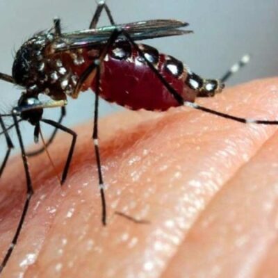 Último balanço aponta que Brasil tem 2,96 milhões de casos prováveis de dengue e 1.117 mortes confirmadas -  (crédito: Fiocruz )